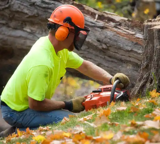 tree services Lacona